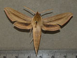 Hippotion balsaminae
